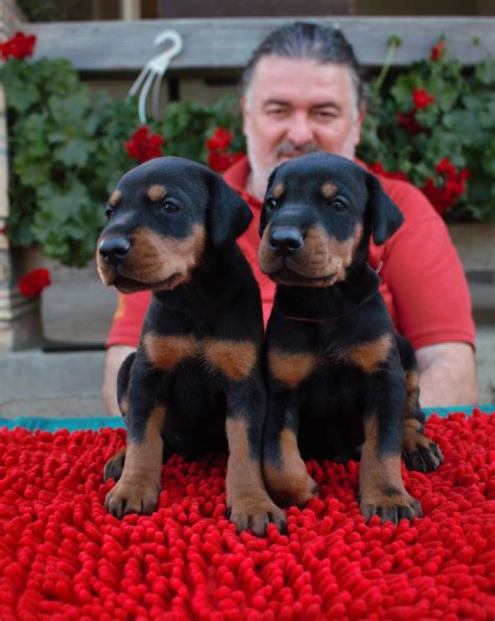 Altobello Dobermann Kennel Presentation of Fireghost Fantast di Altobello