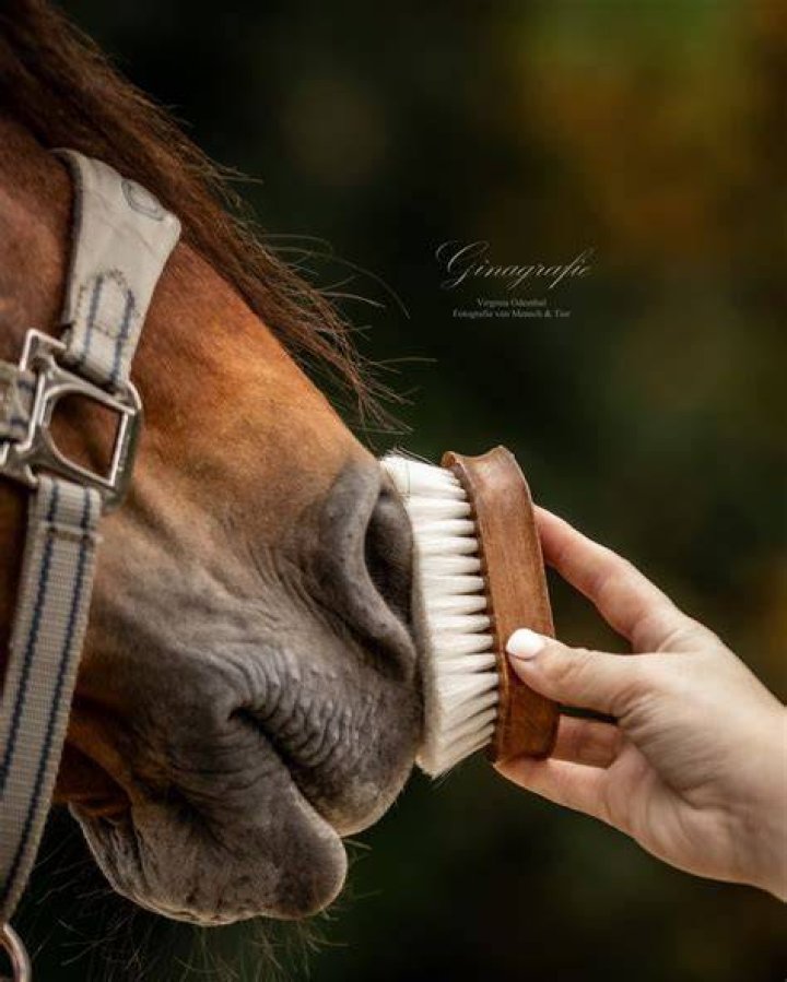 Pin auf Horses